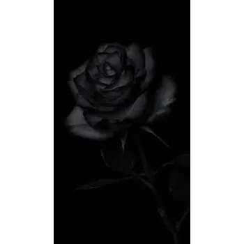 Fresh Black Rose